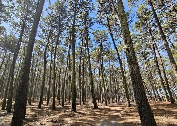 Feriehus Casa Amarela Cortegaça